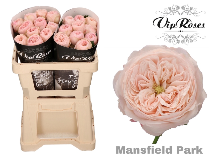 <h4>R Kl Mansfield Park X20</h4>