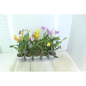 ORQUIDEA CATTLEYA MINI P12