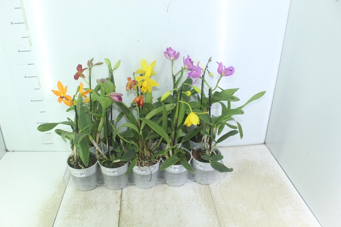 <h4>ORQUIDEA CATTLEYA MINI P12</h4>
