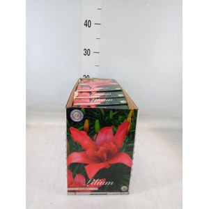 Flowerbulbs, corns or tubers   ...