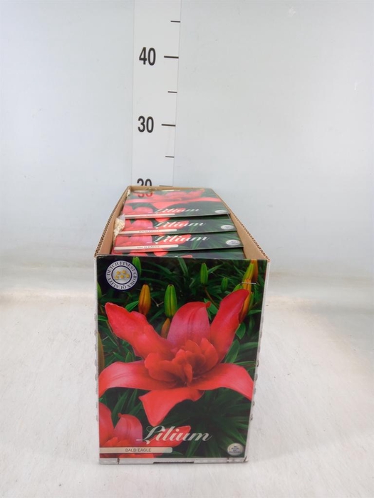 <h4>Flowerbulbs, corns or tubers   ...</h4>