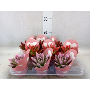 Echeveria  'Miranda'