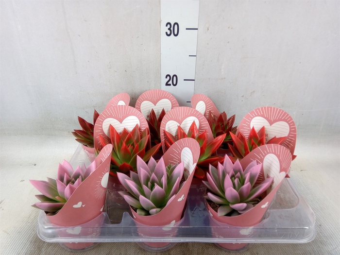 <h4>Echeveria  'Miranda'</h4>