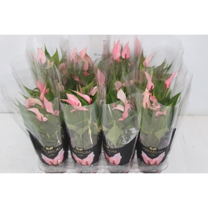 ANTHURIUM LILLI P09 PREMIUM