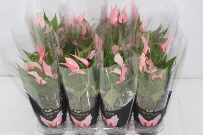 <h4>ANTHURIUM LILLI P09 PREMIUM</h4>
