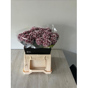 DIANTHUS BR KIWI MAROON XXL