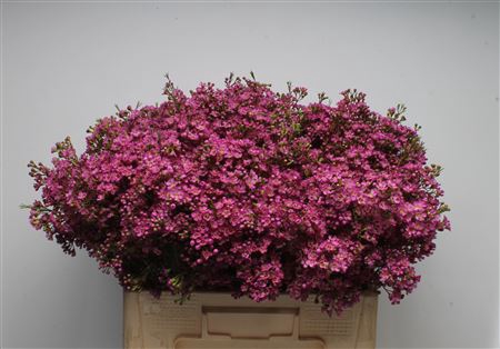 <h4>Chamelauc Ariel</h4>