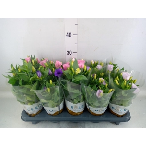 Eustoma russ. DU 'Bolero'   ...mix