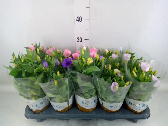 <h4>Eustoma russ. DU 'Bolero'   ...mix</h4>