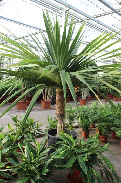 <h4>Pandanus utilis</h4>