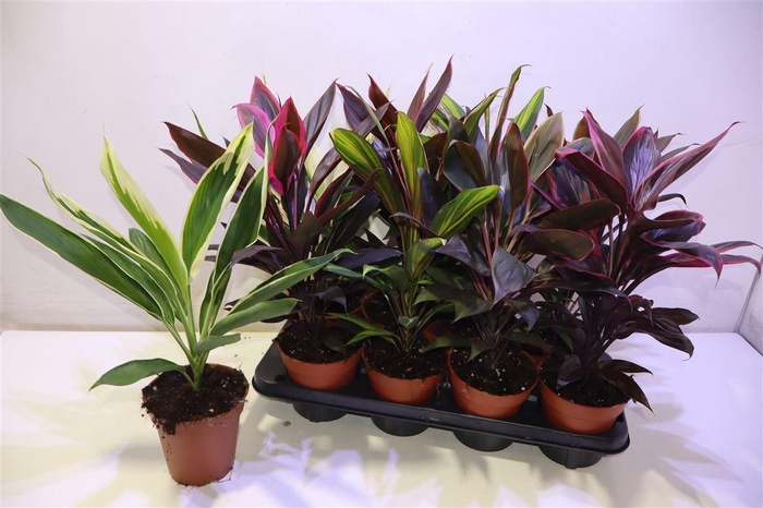 <h4>arr8 Cord Ov Gem</h4>