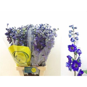 Delph En Black Knight