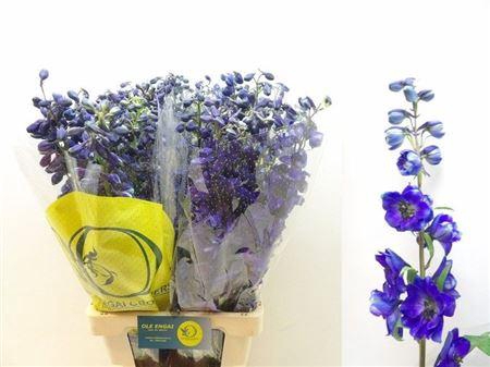 <h4>Delph En Black Knight</h4>