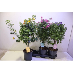 arr8 Ov Kuipplant Gem