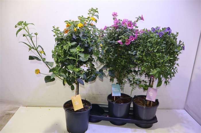 <h4>arr8 Ov Kuipplant Gem</h4>