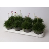 Armeria Maritima Mixtray