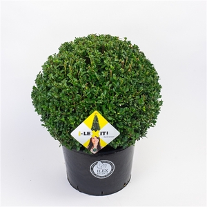 Ilex crenata Dark Green, P38, Bol Ø50cm