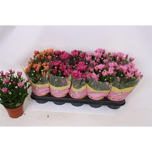 Chrysanthemum Indicum Grp gemengd 3 kleuren