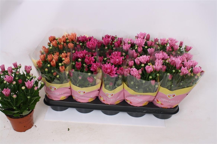 <h4>Chrysanthemum Indicum Grp gemengd 3 kleuren</h4>