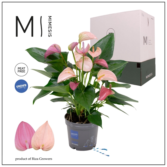 <h4>Mimesis Anthurium KARMA Joli Duo - 12cm</h4>
