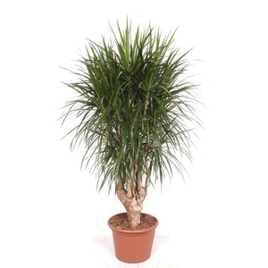 Dracaena marginata