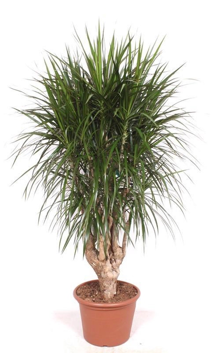 <h4>Dracaena marginata</h4>