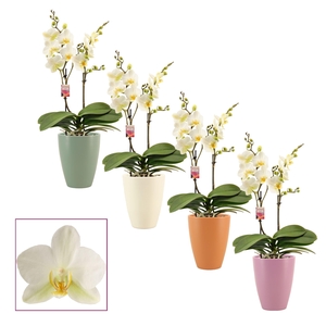 Phalaenopsis multiflora 2 tak Lausanne in Carly (Craft world-col