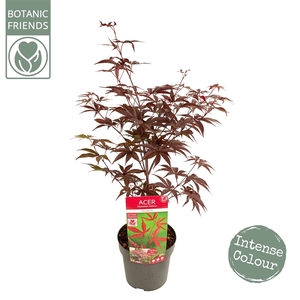 Acer palm. 'Bloodgood' extra kwaliteit