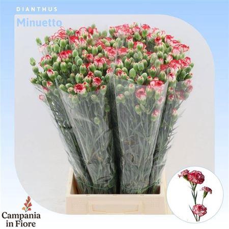 <h4>Di Tr Minuetto</h4>