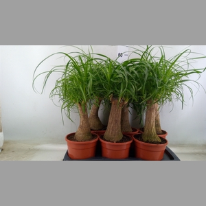 Beaucarnea recurvata