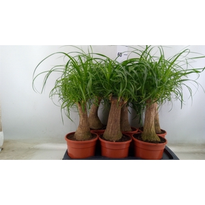 Beaucarnea recurvata