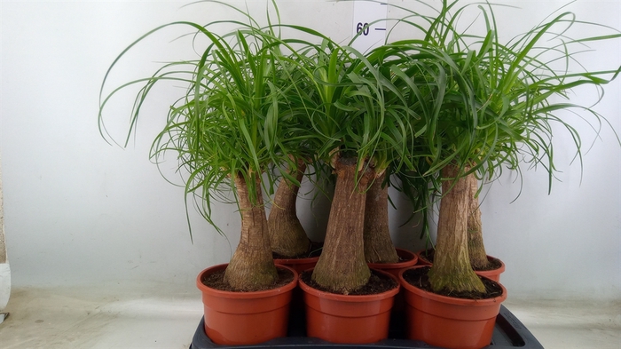 <h4>Beaucarnea recurvata</h4>