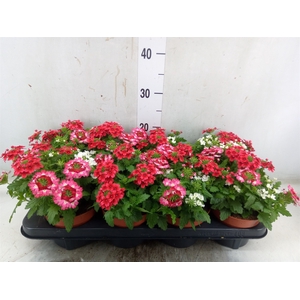 Verbena   ...mix in pot