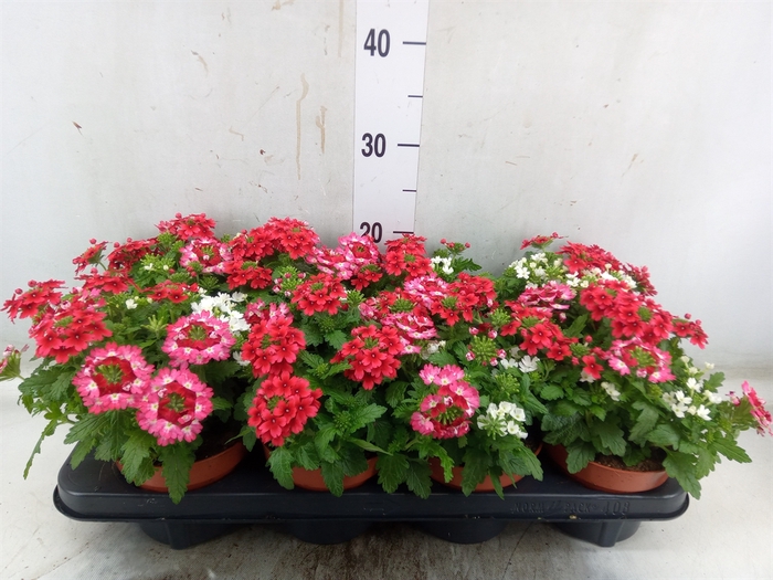 <h4>Verbena   ...mix in pot</h4>