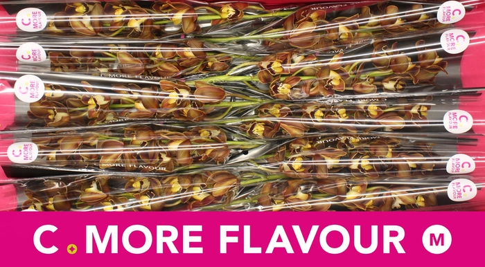 <h4>CYMB MI SIROCCO</h4>