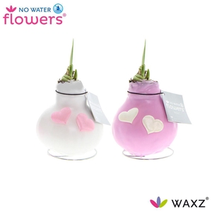 No Water Flowers Waxz® Love roze/wit met hartjes