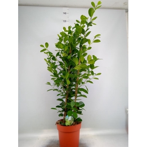 Ficus microcarpa 'Moclame'
