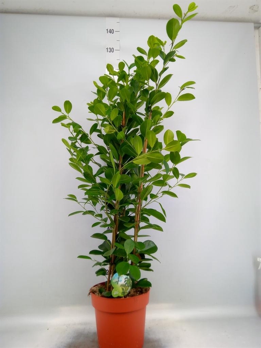 <h4>Ficus microcarpa 'Moclame'</h4>