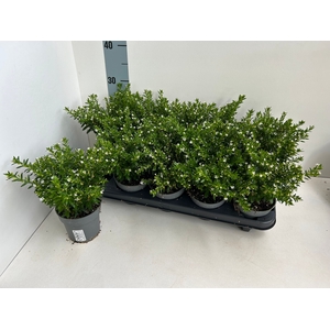 CUPH HYSSOPIFOLIA