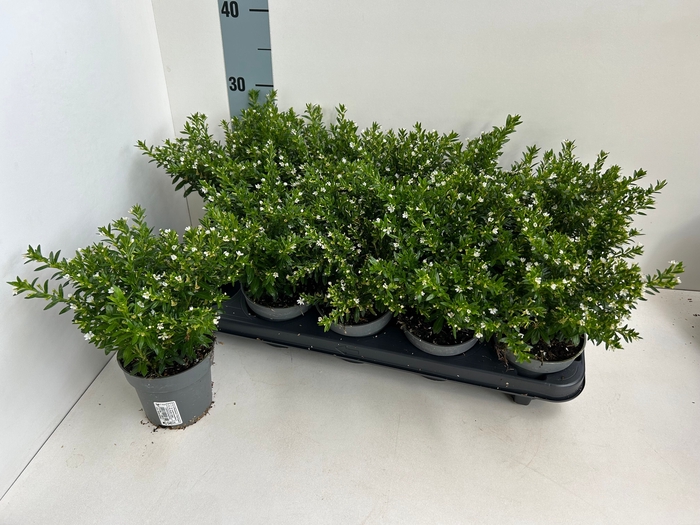 <h4>CUPH HYSSOPIFOLIA</h4>
