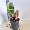 Miscanthus sinensis Gracillimus