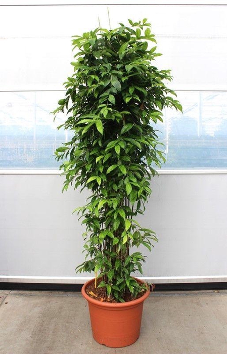 <h4>Dracaena Surculosa</h4>