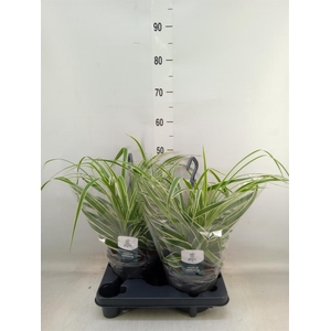 Chlorophytum com. 'Vittatum'