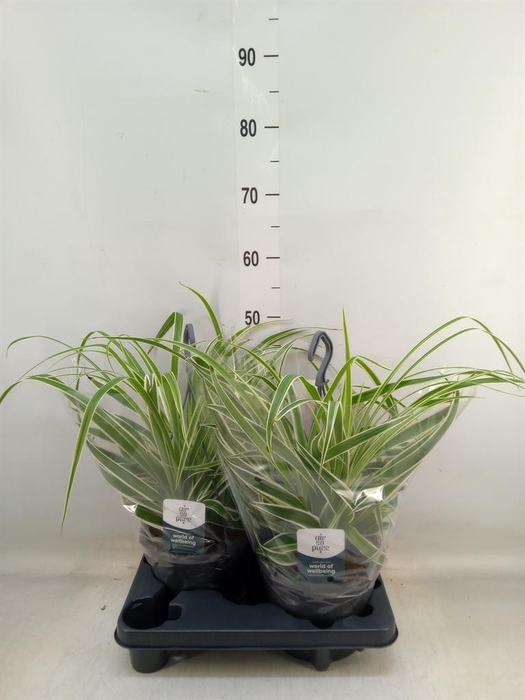 <h4>Chlorophytum com. 'Vittatum'</h4>