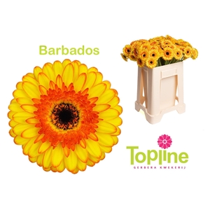 GE MI BARBADOS