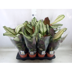 Calathea majestica 'Whitestar'
