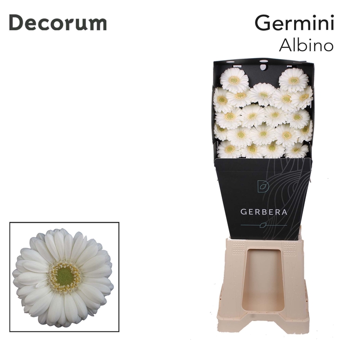 <h4>GE MI ALBINO DIAMOND PER KAART</h4>