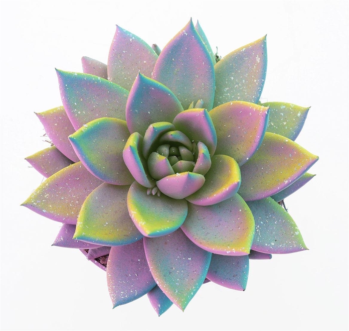 <h4>Echeveria Multi Glitter Mix</h4>