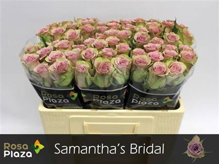 <h4>R Gr Samantha Bridal</h4>