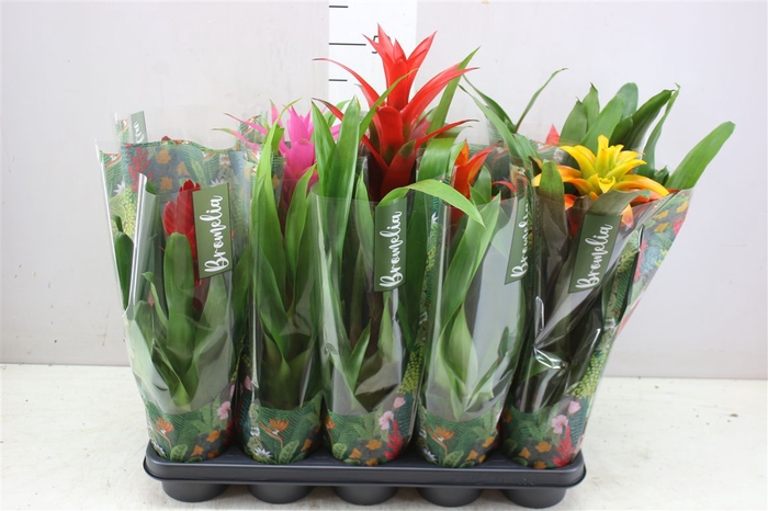 <h4>Bromelia Gemengd</h4>